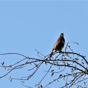 Mäusebussard