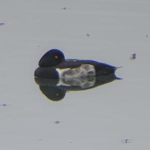 Tufted Duck