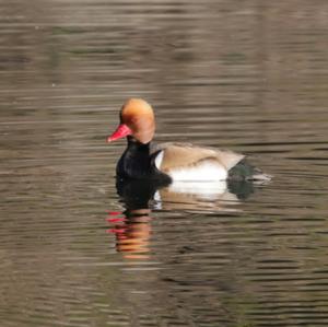 Red-crested Pochard