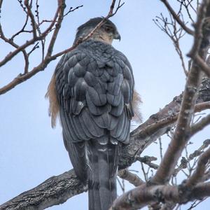 Cooper's Hawk