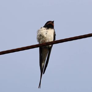 Barn Swallow