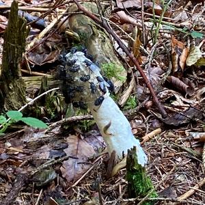 Stinkhorn, Common