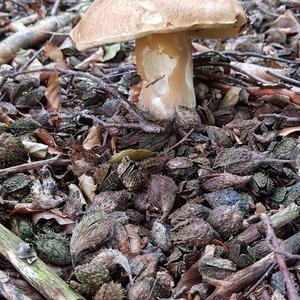 Summer Bolete