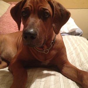 Rhodesian Ridgeback