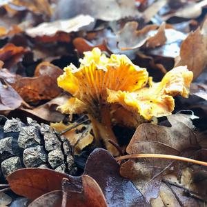 Chanterelle, Common