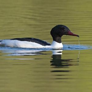 Common Merganser