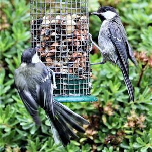 Great Tit