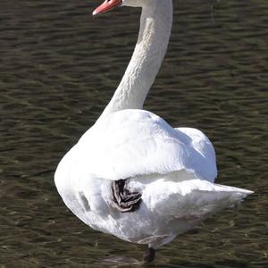 Mute Swan