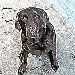 Unknown Breed