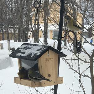 Evening Grosbeak