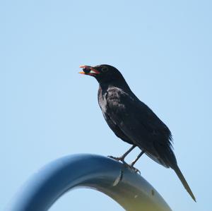 Eurasian Blackbird