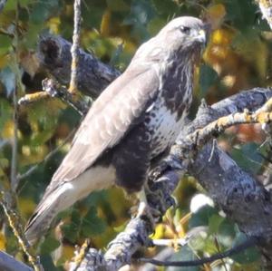 Common Buzzard