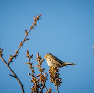 Corn Bunting