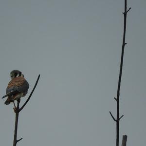 American Kestrel