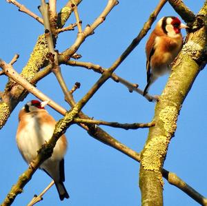 European Goldfinch