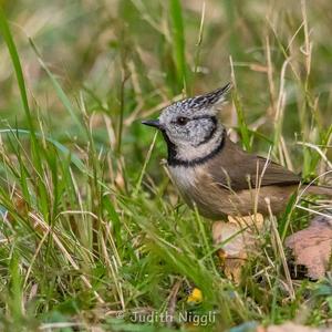 Crested Tit