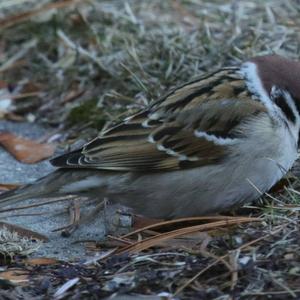 Eurasian Tree Sparrow