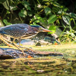 Green Heron