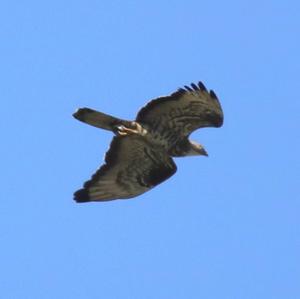 European Honey-buzzard