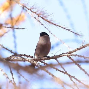 Eurasian Bullfinch