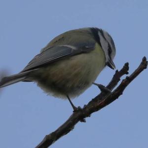 Blue Tit