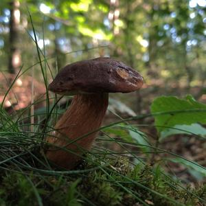 Bay Bolete