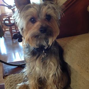 Unknown Breed