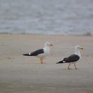 Lesser Black-backed Gull