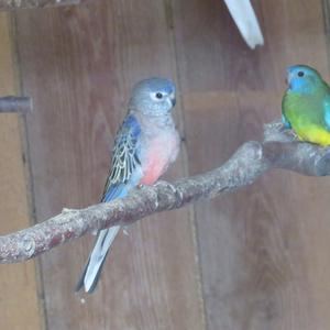 Bourke's Parrot