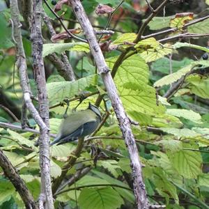 Blue Tit