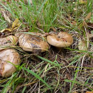 Poison Paxillus