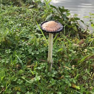 Shaggy Mane