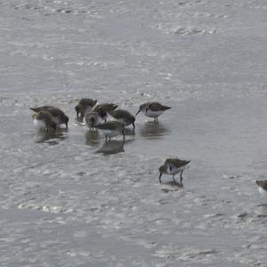 Alpenstrandläufer