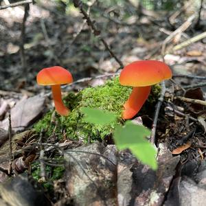 Unknown Species