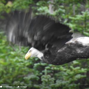 Bald Eagle