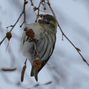 Eurasian Siskin