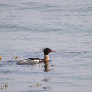 Red-breasted Merganser