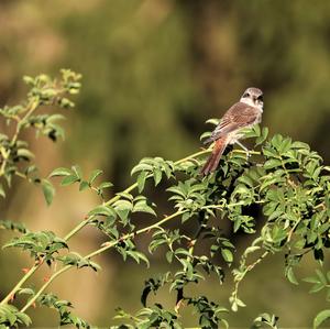 Red-backed Shrike