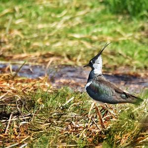 Northern Lapwing