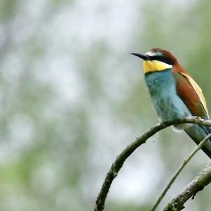 European Bee-eater