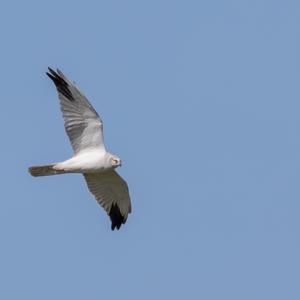 Pallid Harrier