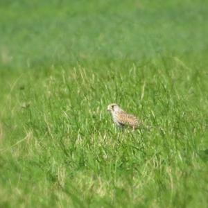 Common Kestrel