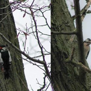 Great Spotted Woodpecker