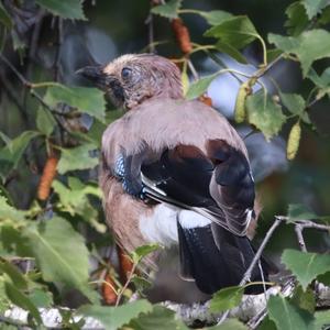 Eurasian Jay