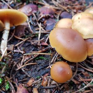 Deadly Galerina