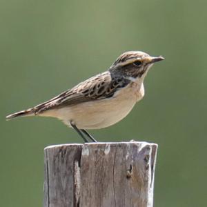 Whinchat