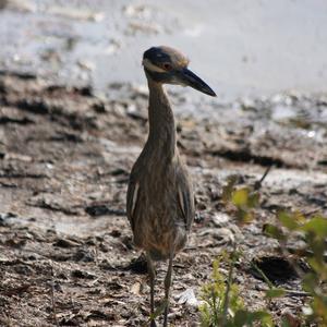 Yellow-crowned Night-heron