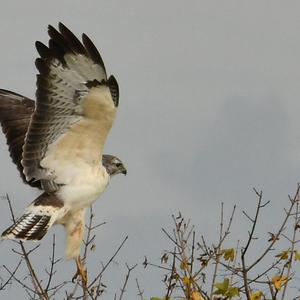 Mäusebussard