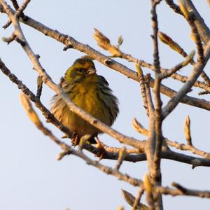 European Serin