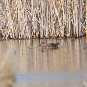 Red Shoveler